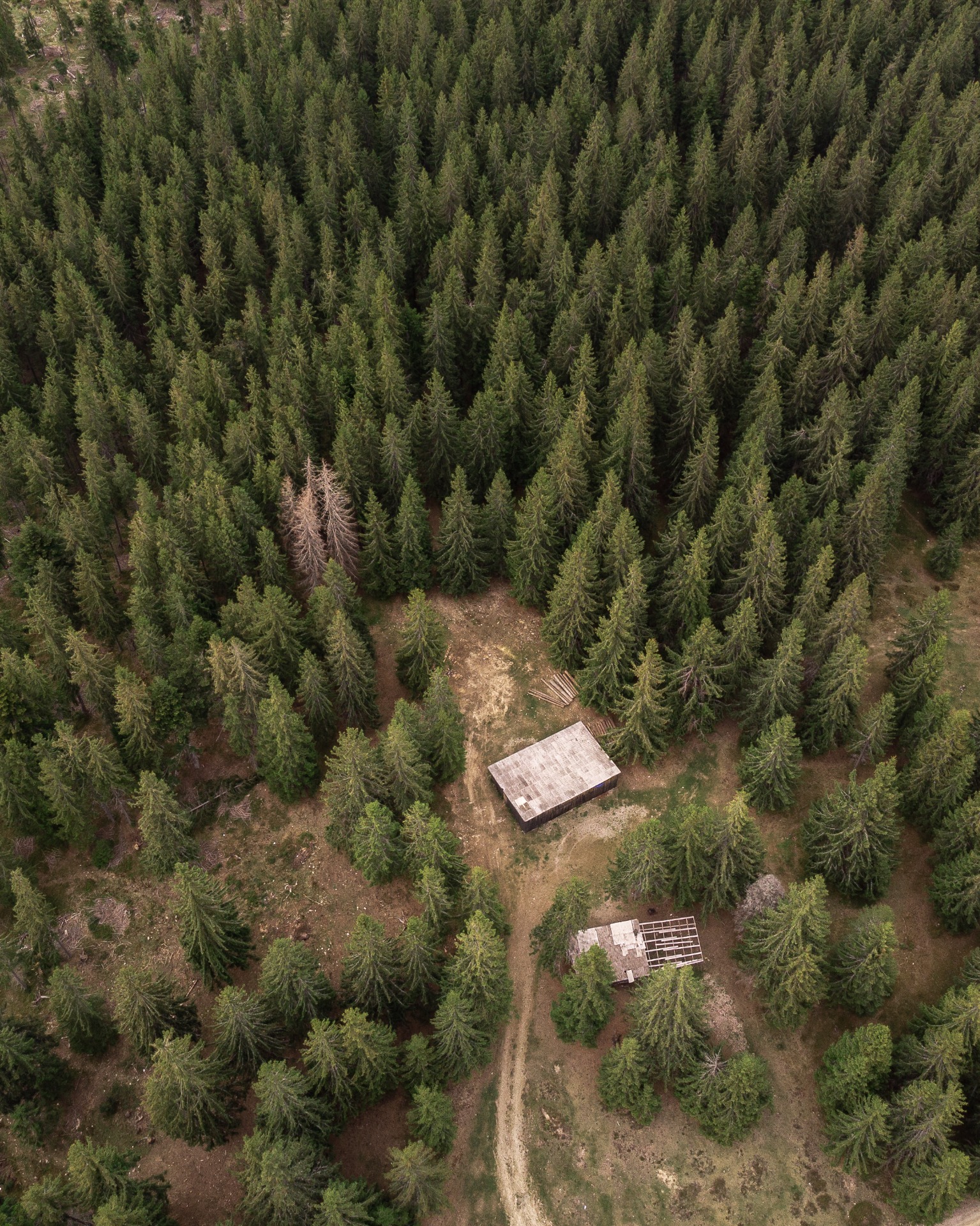 Sylviculture et plantations